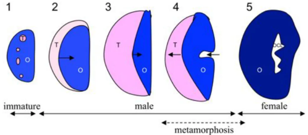 Figure 1.5 Schematization (in transversal section) of the development of gonads from immature to  female  status  in  Amphiprion  akallopisos