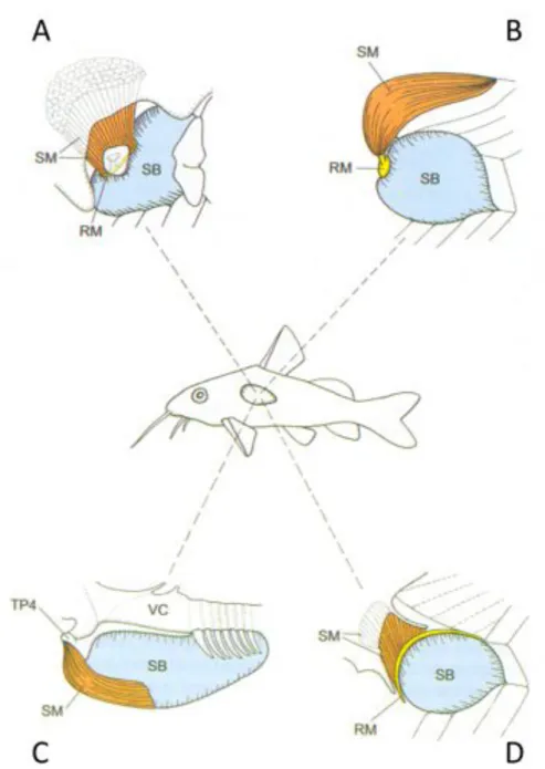 Figure 1.8 Lateral view of the swimbladder-vibrating mechanisms in fishes of four catfish families: 