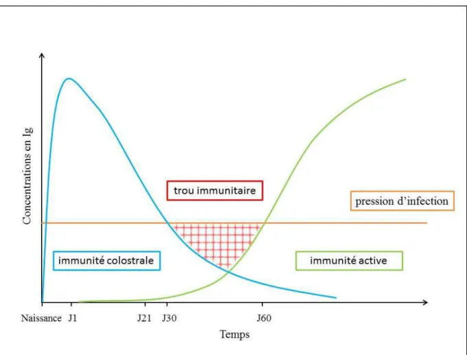 Figure 1. Evolution de l’immunité colostrale et de l’immunité active chez le veau après la  naissance (adapté de Chase et collaborateurs (2008)) 