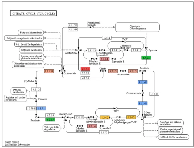 Figure S 2.6.  KEGG map of the TCA cycle. Each unique under-expressed enzyme in  malformed backcrosses in all comparisons is shown by a unique color (FDR &lt; 0.01,  fold-change &gt; 2)