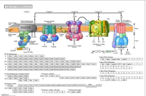 Figure S 2.7. KEGG map of the oxidative phosphorylation pathway. Each unique under- under-expressed enzyme in malformed backcrosses in all comparisons is shown by a unique color  (FDR &lt; 0.01, fold-change &gt; 2)