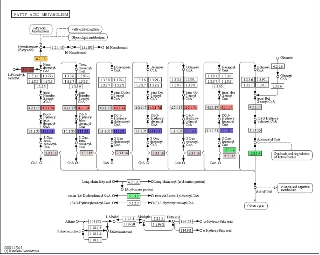 Figure S 2.8. KEGG map of fatty acid metabolism. Each unique under-expressed enzyme in  malformed backcrosses in all comparisons is shown by a unique color (FDR &lt; 0.01,  fold-change &gt; 2)