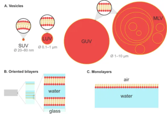 Figure 1. Graphical depiction of lipid self-assemblies classically used as membrane models in biophysical studies