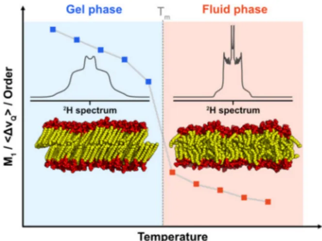 Figure 4. Influence of the temperature on lipid membrane dynamics. At low temperatures (left part), the lipids are in the gel phase where all the chains are fully elongated, leading to rather low dynamics (i.e., highly ordered), which is transcribed by 2 H