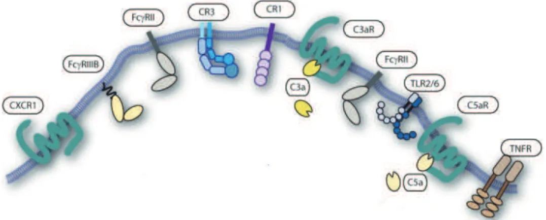 Figure I.4. Récepteurs impliqués dans le processus de phagocytose  Plusieurs récepteurs du neutrophile  sont impliqués soit dans la reconnaissance de particules opsonisées, soit dans l’activation de la phagocytose