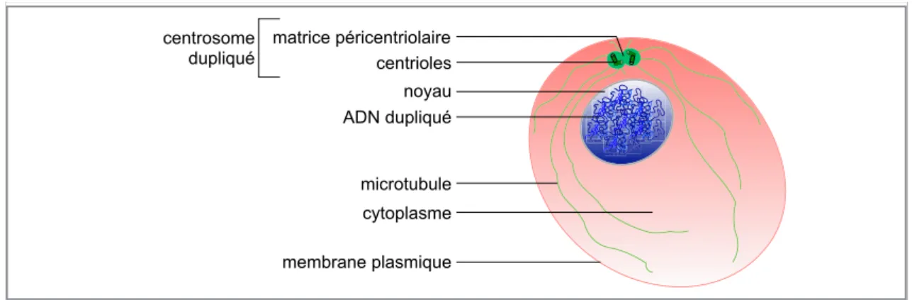 Figure 1 : Cellule eucaryote en interphase (d’après [6])    