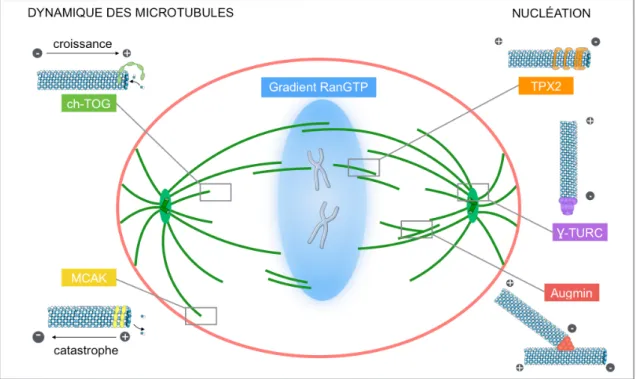 Figure 8 : Nucléation et dynamique des microtubules (d’après [13])