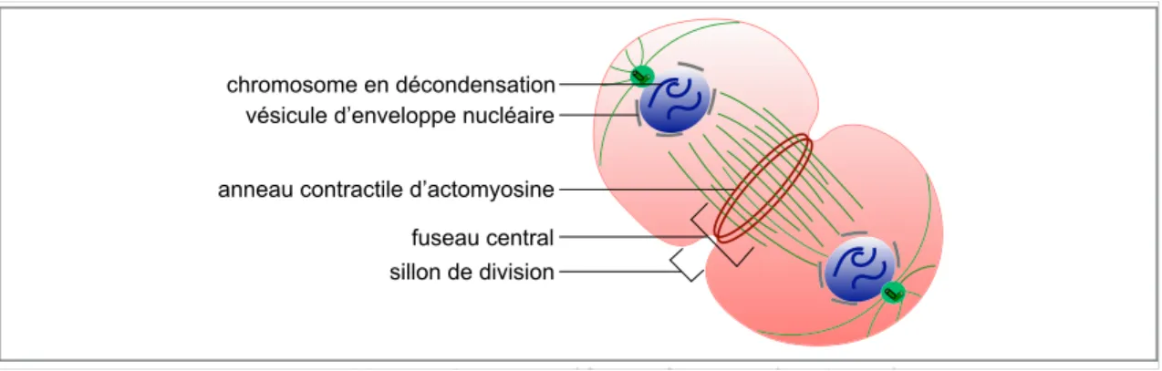 Figure 12 : La télophase (d’après [6])   