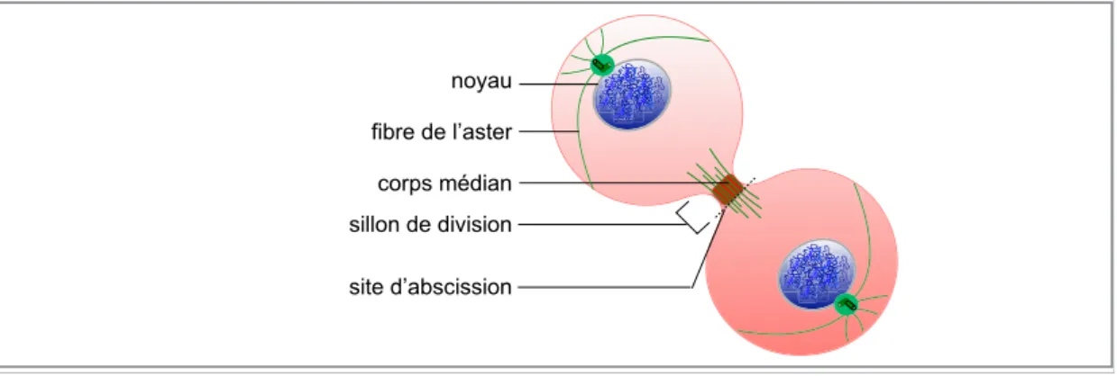 Figure 13 : La cytodiérèse (d’après [6]) 