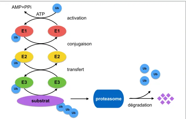 Figure 16 : La protéolyse ubiquitine dépendante  