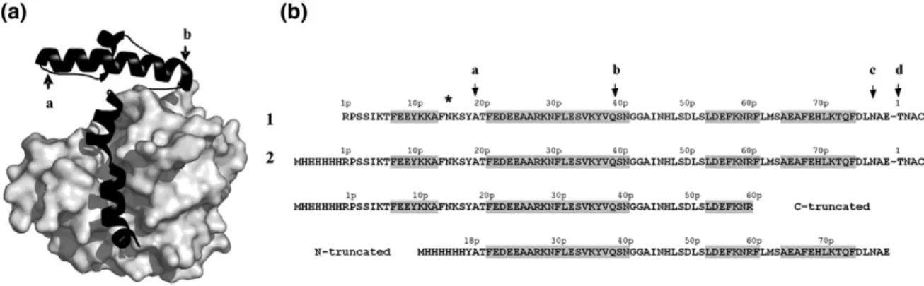 Fig. 1. Schematic representation of the different forms of the Der p 1 propeptide and the location of the cleavage sites identified during zymogen maturation