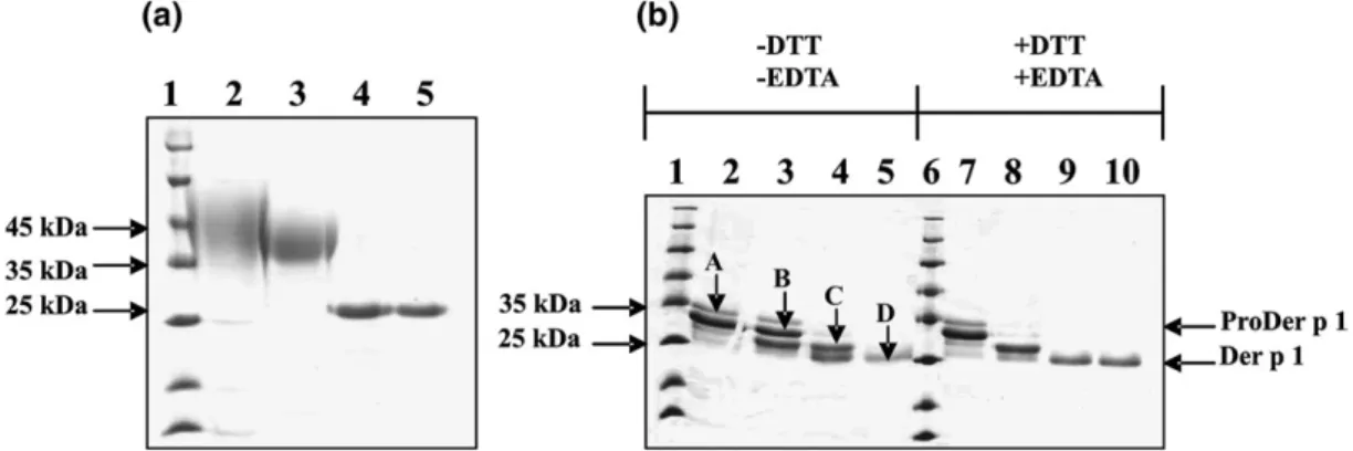 Fig. 2. Mutants glycosylation pattern and time-dependent processing of ProDer p 1 N52Q zymogen at pH 4