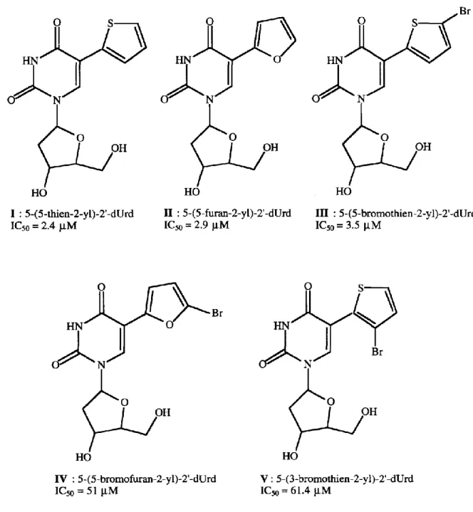 Fig.  1. I: 5-(5-thien-2-yl)-2'-deoxyuridine. II: 5-(5-furan-2-yl)-2'-deoxyuridine. III: 5-(5-bromothien-2-yl)-2'- 5-(5-bromothien-2-yl)-2'-deoxyuridine