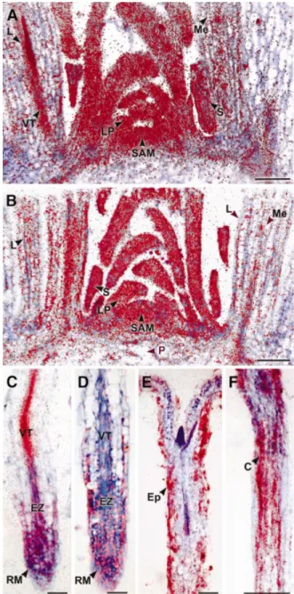 Fig. 1. In situ localization of E2Fa and DPa mRNA. Hybridization signals are seen as red dots