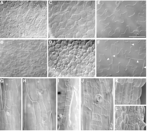 Fig. 4. Microscopic analysis of E2Fa- and E2Fa±DPa-overexpressing Arabidopsis plants. (A and E) Abaxial epidermis of cotyledons of a 5-day-old and 3-week-old control plants, respectively; (B and F) abaxial epidermis of cotyledons of a 5-day-old and 3-week-