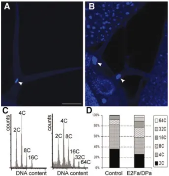 Fig. 6. Microscopic analysis of root tissue. Median, longitudinal section through a 3-week-old control (A) and E2Fa±DPa plant (B).