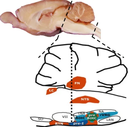 Figure I.14: Midsagital section of the brain of a rat with representation  of the respiratory pre-motor, putative rythmogenic and central  chemoreceptors