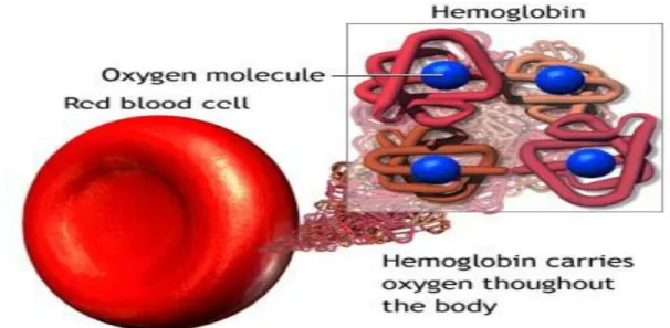 Figure I.18: O 2  molecules are carried out by the Hb proteins inside the  red blood cells