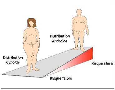 Figure 1. Patron de distribution des graisses chez l’humain et risque cardiométabolique associé