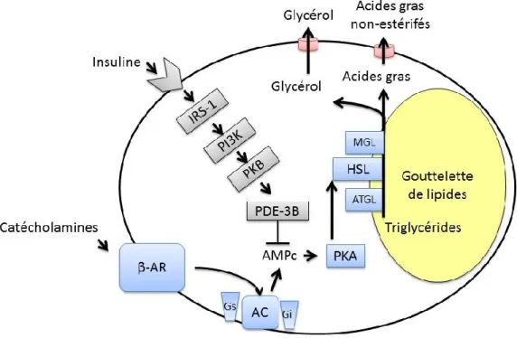 Figure 8.  Schéma représentatif de la stimulation ou l’inhibition de la lipolyse.  Abréviations :  IRS-1,  substrat  du  récepteur  de  l’insuline;  PI3-K,  Phosphatidylinositol  3-kinase;  PKB,  protéine  kinase  B;  PDE-3B,  phosphodiestérase  3B;  HSL, 