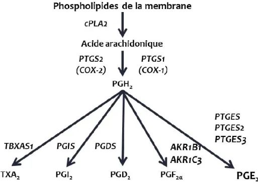 Figure 9. Voie de synthèse des prostaglandines de la série 2. PTGS1 (cyclooxygenase-1); PTGS2  (cyclooxygenase-2);  AKR1B1  (PGF  synthase);  AKR1C3  (PGF  synthase);  cPLA2  (phospholipase  A2); PGDS (PGD synthase); PGIS (PGI synthase); TBXAS1 (TXA syntha
