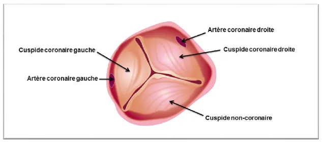 Figure  0.4: Représentation  schématique  de  la  valve  aortique  et  de  ses  trois  cuspides