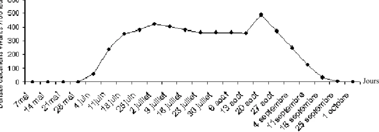 Figure 1: Fluctuations des populations de T. urticae (Birbouragba, Mai-Octobre 2008) 