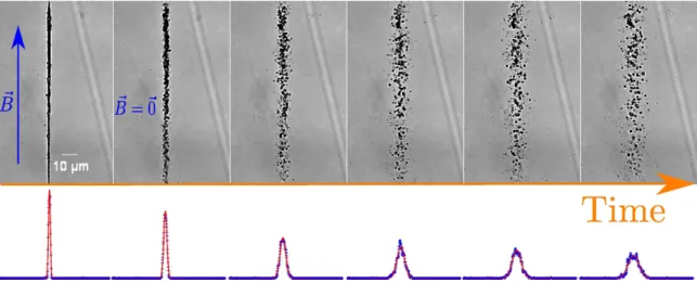 FIG. 3. Experimental illustration of particles diffusion from a chain in water when external magnetic field B ~ is switched off