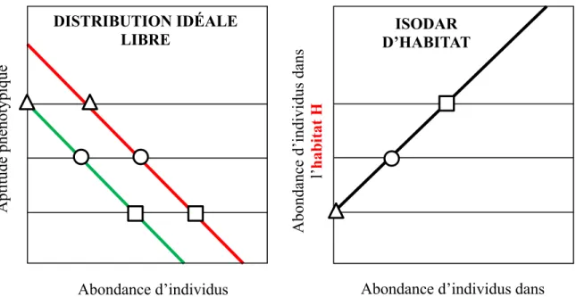 Figure 2. Exemple de répartition spatiale d’individus entre deux habitats H et L de différente  qualité selon la théorie de la distribution idéale libre et la théorie de l’isodar qui en résulte
