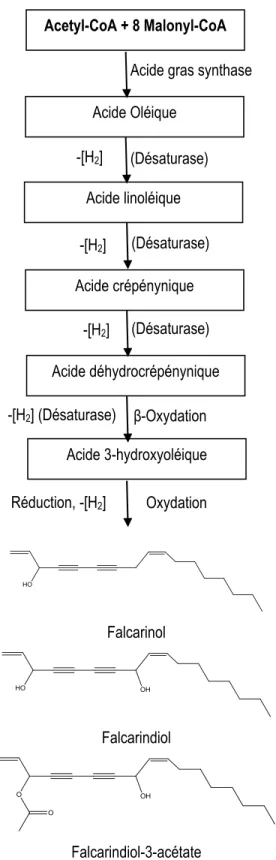 Figure 1.2 : Biosynthèse des acides gras et des polyacétylènes par la voie de l’acide crépéninique (Minto et  Blacklock, 2008 ; Tiwari et Cummins, 2013) 