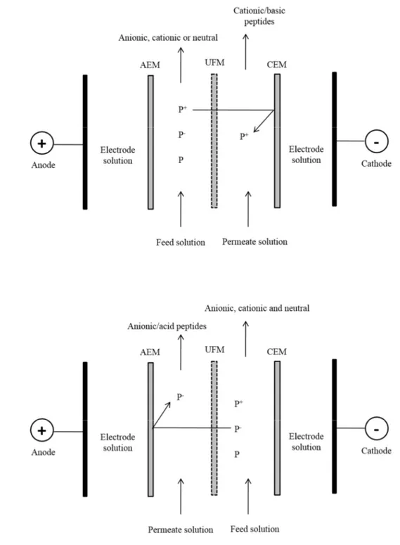 Fig. 1.13: Electrodialysis with ultrafiltration membrane (EDUF) configurations for the  separation of (a) cationic peptides or (b) anionic peptides