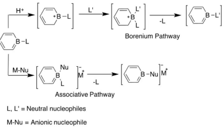 Figure 2-11: Nomenclature and analogy of A) neutral and B) anionic adducts of borabenzene, with 
