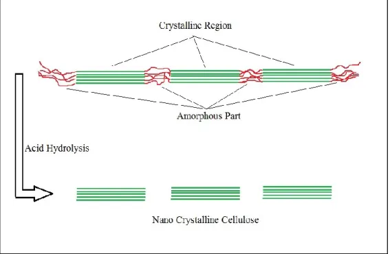Figure 1.4. Schematic representation of NCC production from acid hydrolysis of cellulose