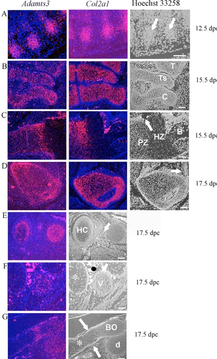 Fig. 2. Co-expression of Adamts3 and Col2a1 in musculoskeletal tissues. (A-G) In situ hybridization is used to show expression of Adamts3 in developing cartilage from 12.5 dpc to 17.5 dpc