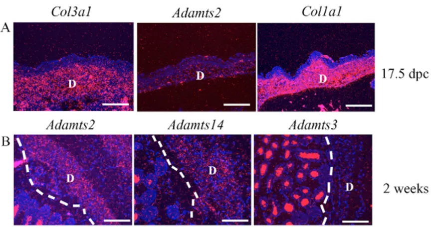 Fig. 8. Procollagen N-propeptidase expression in skin. D, dermis; the white dashed line indicates the line of demarcation of epidermis and dermis