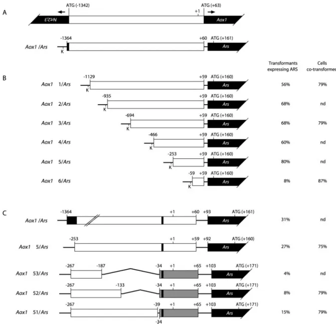 Figure 5. A, Schematic drawings of the Aox1 and Nrt2;3 genes arranged in opposite orientation and of the Aox1/Ars chimeric construct