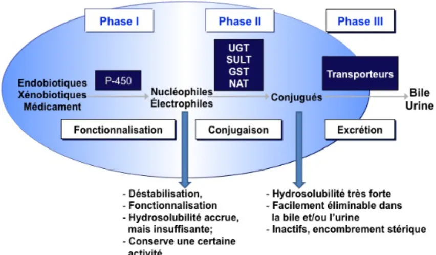 Figure 1 : Les trois phases du métabolisme, de leurs enzymes et de leurs impacts.  