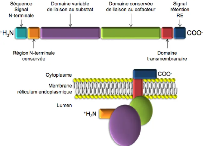 Figure 8 : Domaines fonctionnels de la séquence primaire d’une enzyme UGT et position membranaire  [44]
