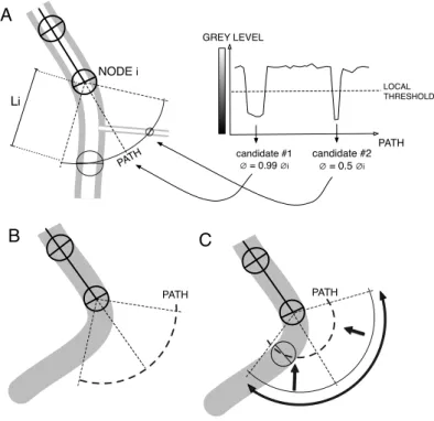 Figure 3.4: Illustration of the stepwise construction of the segmented line. A.