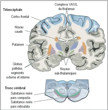 Figure 4 – Dégénérescence des neurones DAergiques  de la substance noire 