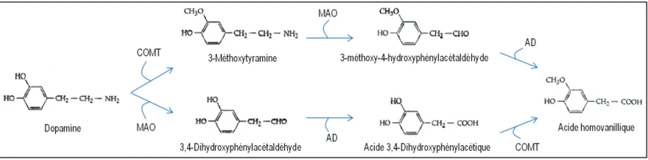 Figure 8 - Catabolisme de la dopamine   Catherine Fontaine-Lavallée (2015) ©