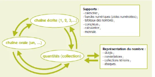 Figure 2 - Les différentes formes de représentations du nombre et les quantités