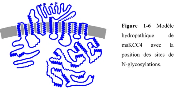 Figure  1-6  Modèle  hydropathique  de  msKCC4  avec  la  position  des  sites  de  N-glycosylations