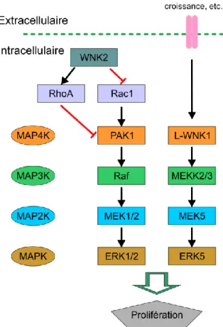 Figure  1-8  Implication  de  L-WNK1  et  de  WNK2  dans  la  voie  MAP  kinase  (adapté  de  Physiol Rev, 2011 Jan, 91(1):177-219)