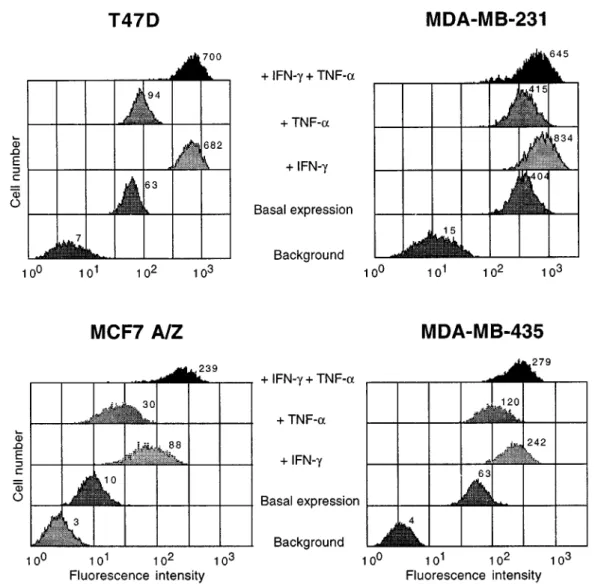 Figure 6 Expression of MHC Class I proteins in breast cancer cell lines. Four breast cancer cell lines were analysed by ¯ow cytometry for basal and stimulated expression of MHC Cl I proteins