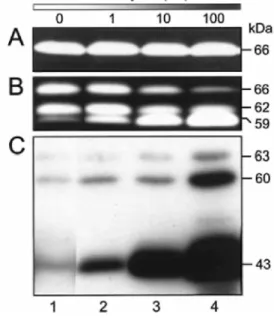 Figure 1 Influence of bafilo treatment on pro-MMP-2 activation and MT1-MMP processing 