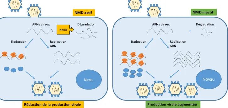 Figure I.15: NMD un mécanisme de défense contre les infections virales
