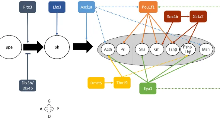 Figure I.30: Résumé des facteurs de transcription impliqués dans le développement de l’AH.