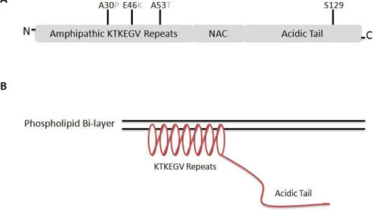 Fig. 1. The primary structure of human  -synuclein. (A) The structure itself can be divided  into three unequal regions: the imperfect KTKEGV repeats believed to form a helical  structure on phospholipid membranes, the non-A  component (NAC) seen in Alzhei