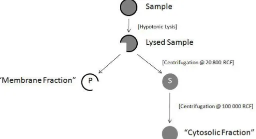 Fig. 2. A schematic overview of fractionation. Synaptosomes or cells were hypotonically  lysed in either distilled water or a hypotonic buffer